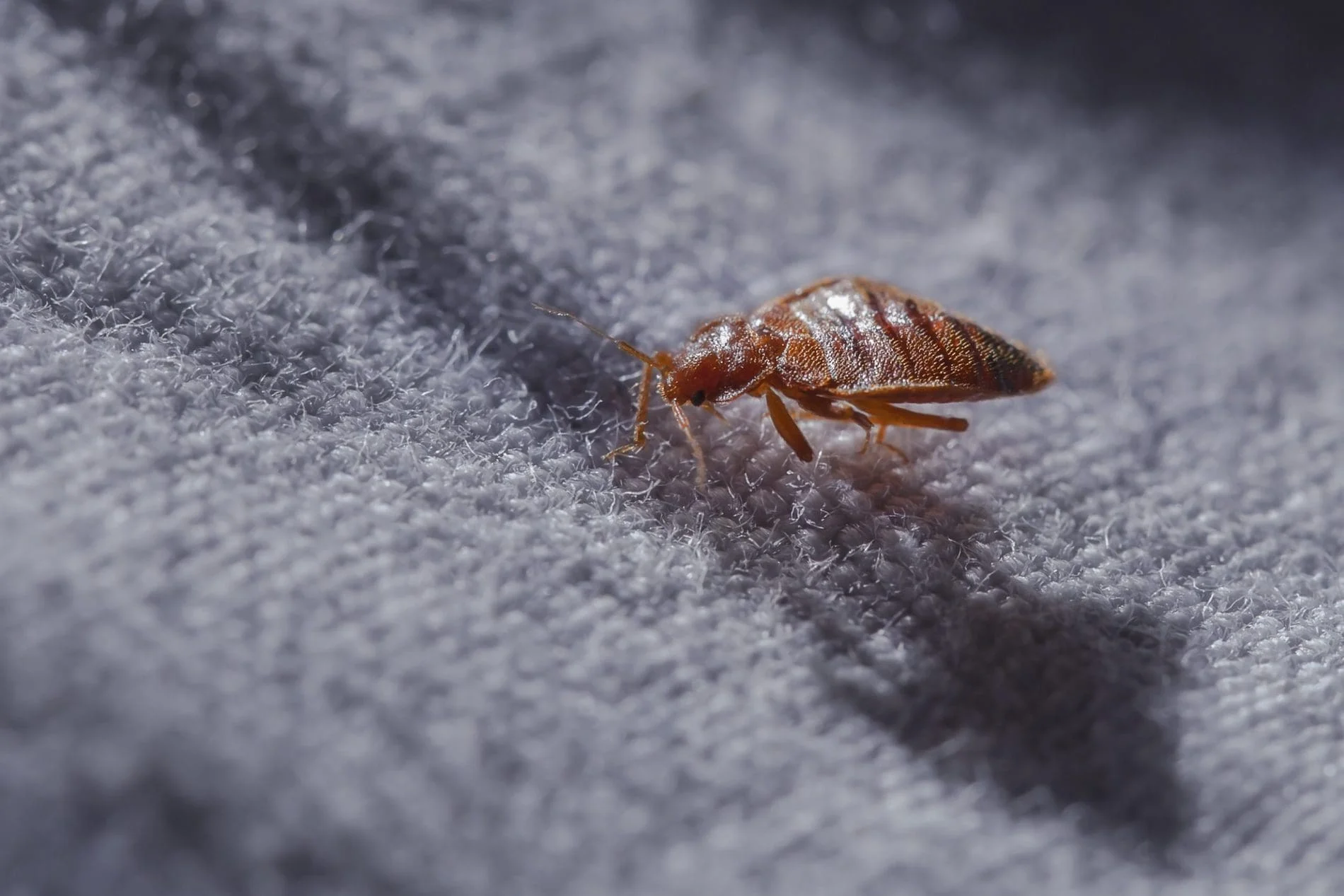 Bed Bugs Control in London