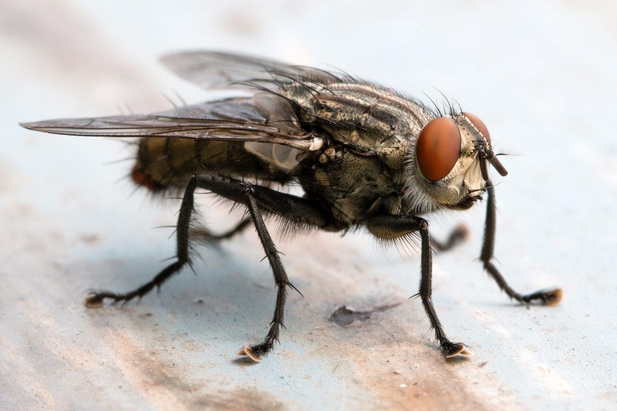 Cluster Fly Control in London