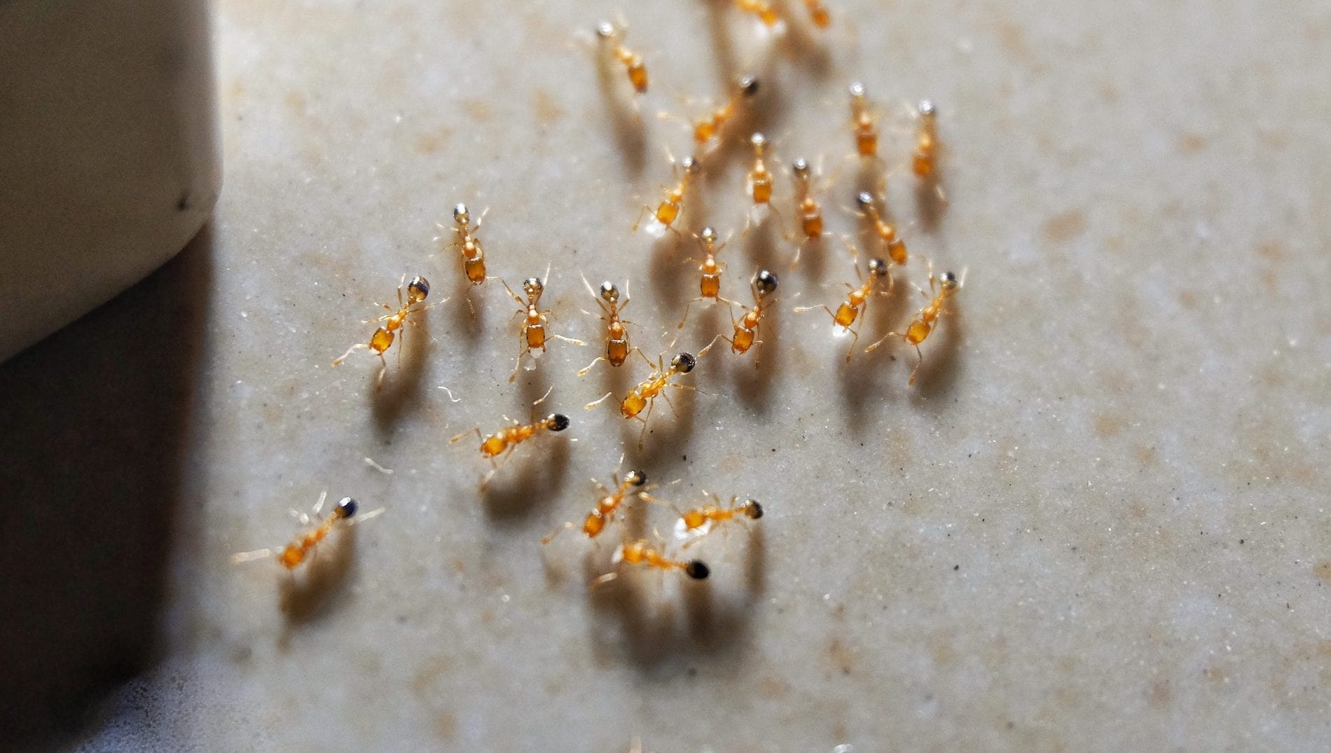 Oriental Cockroach Control in London