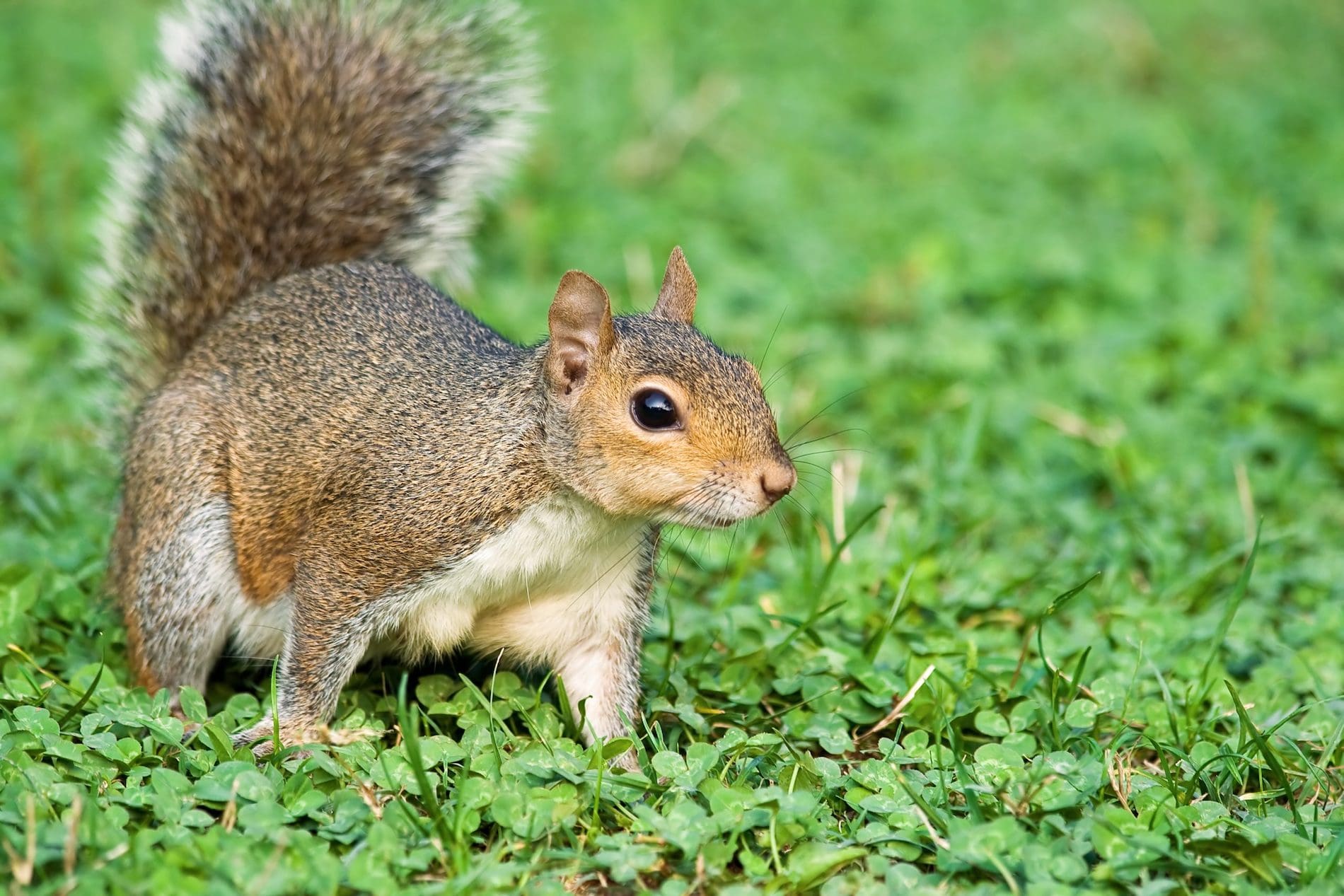Grey Squirrel