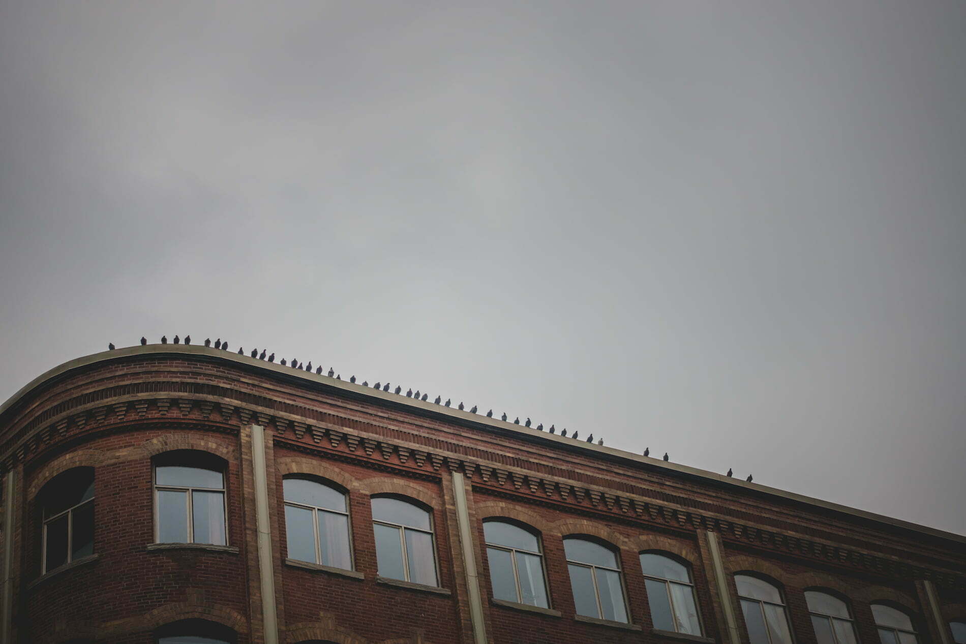 Pigeons on roof
