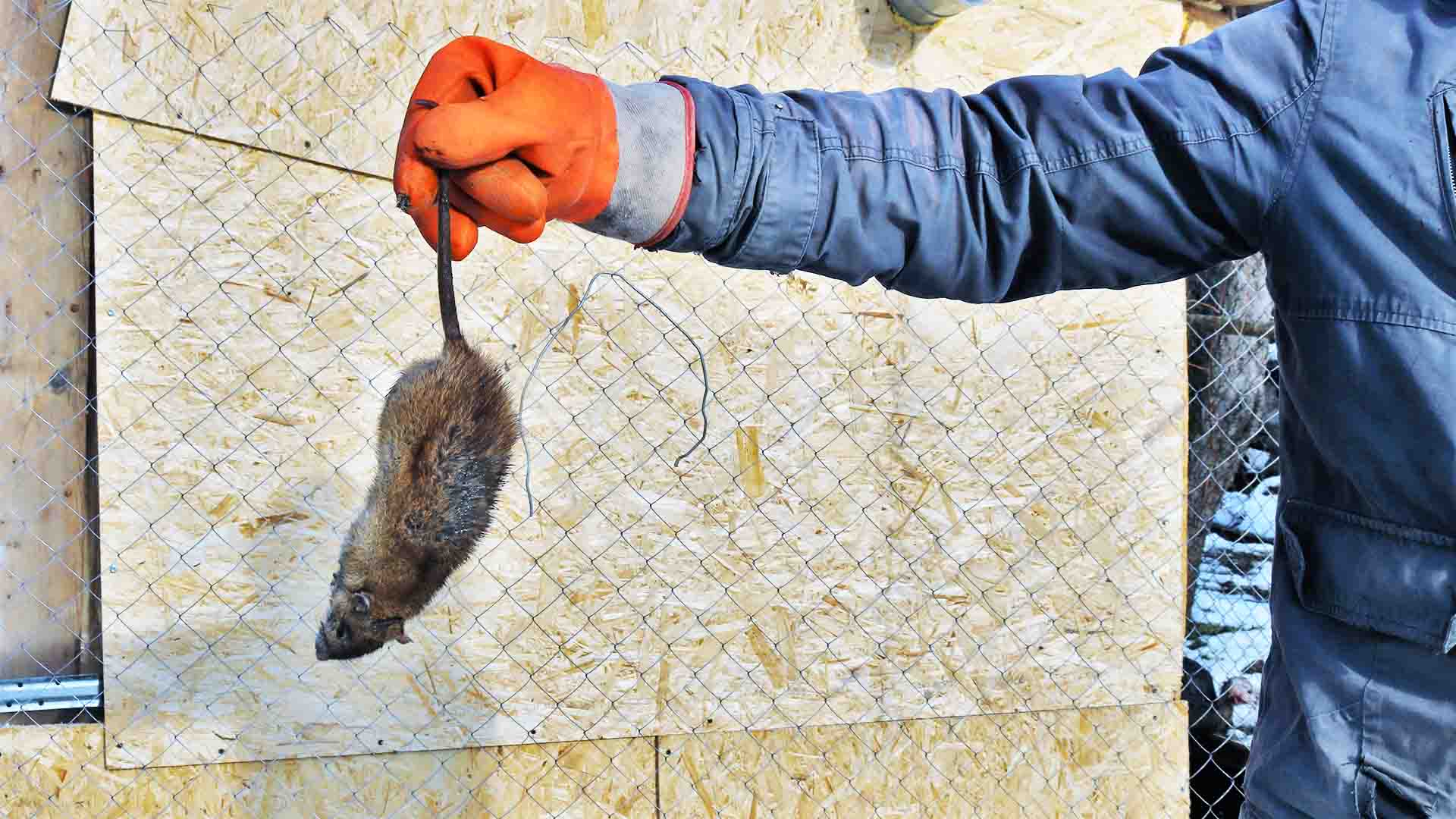 The Importance Of Pest Control Solutions In Ongoing Maintenance Photo Inspiration