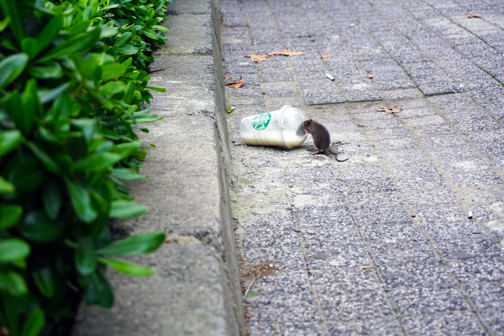 How Long Does it Take to Get Rid of Rats Shield Pest Control UK