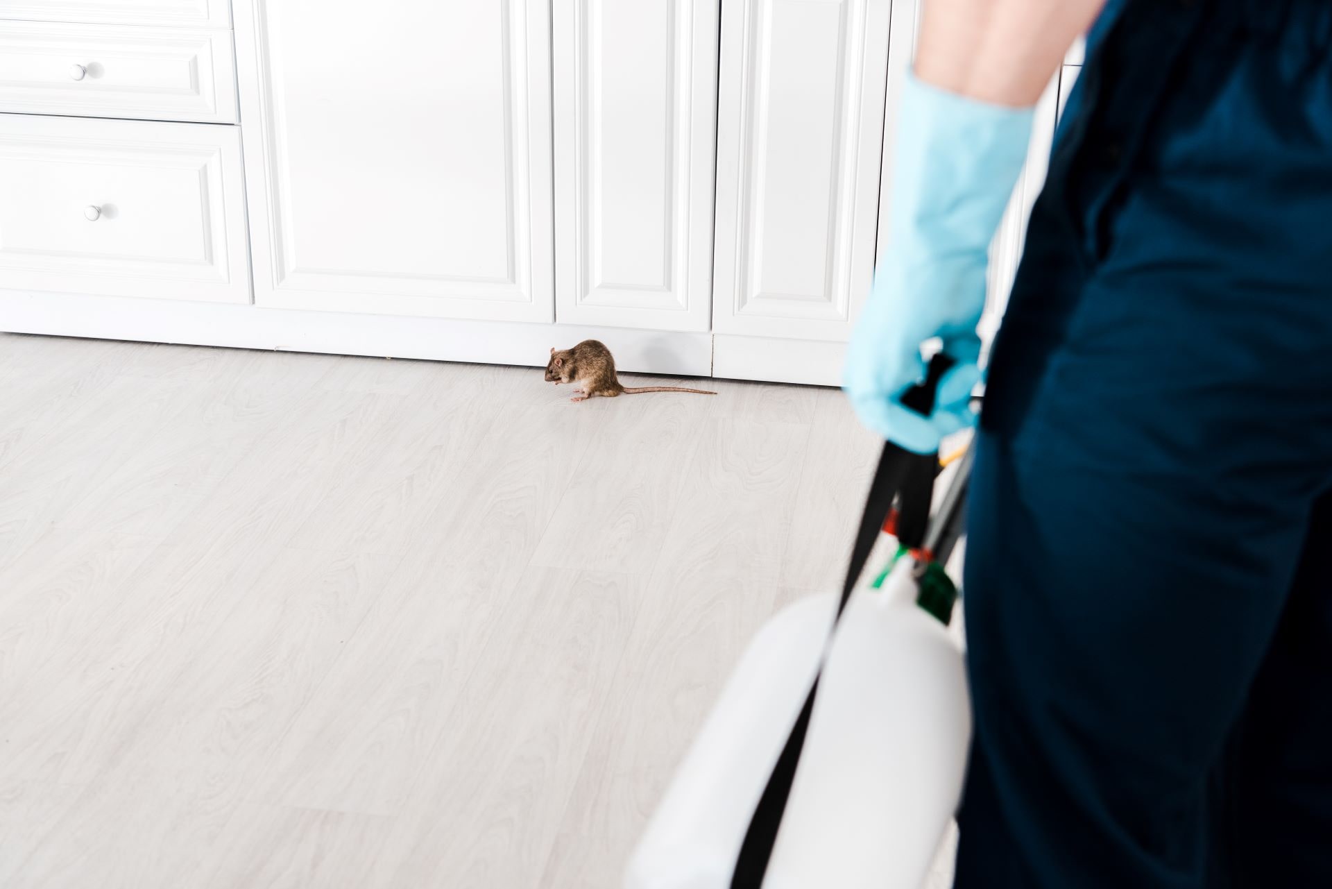 How to Catch a Rodent in Your House Shield Pest Control UK