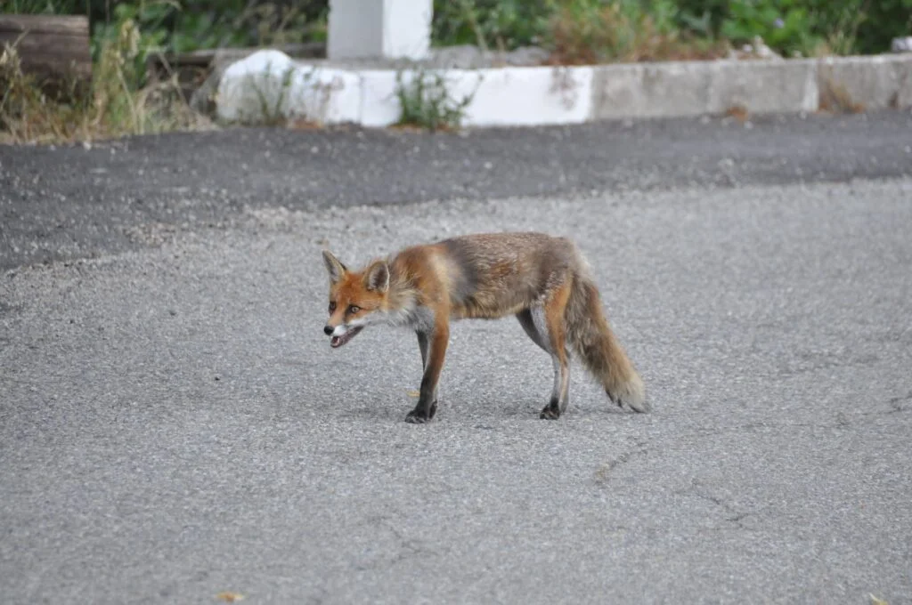 Why Are Foxes a Pest?