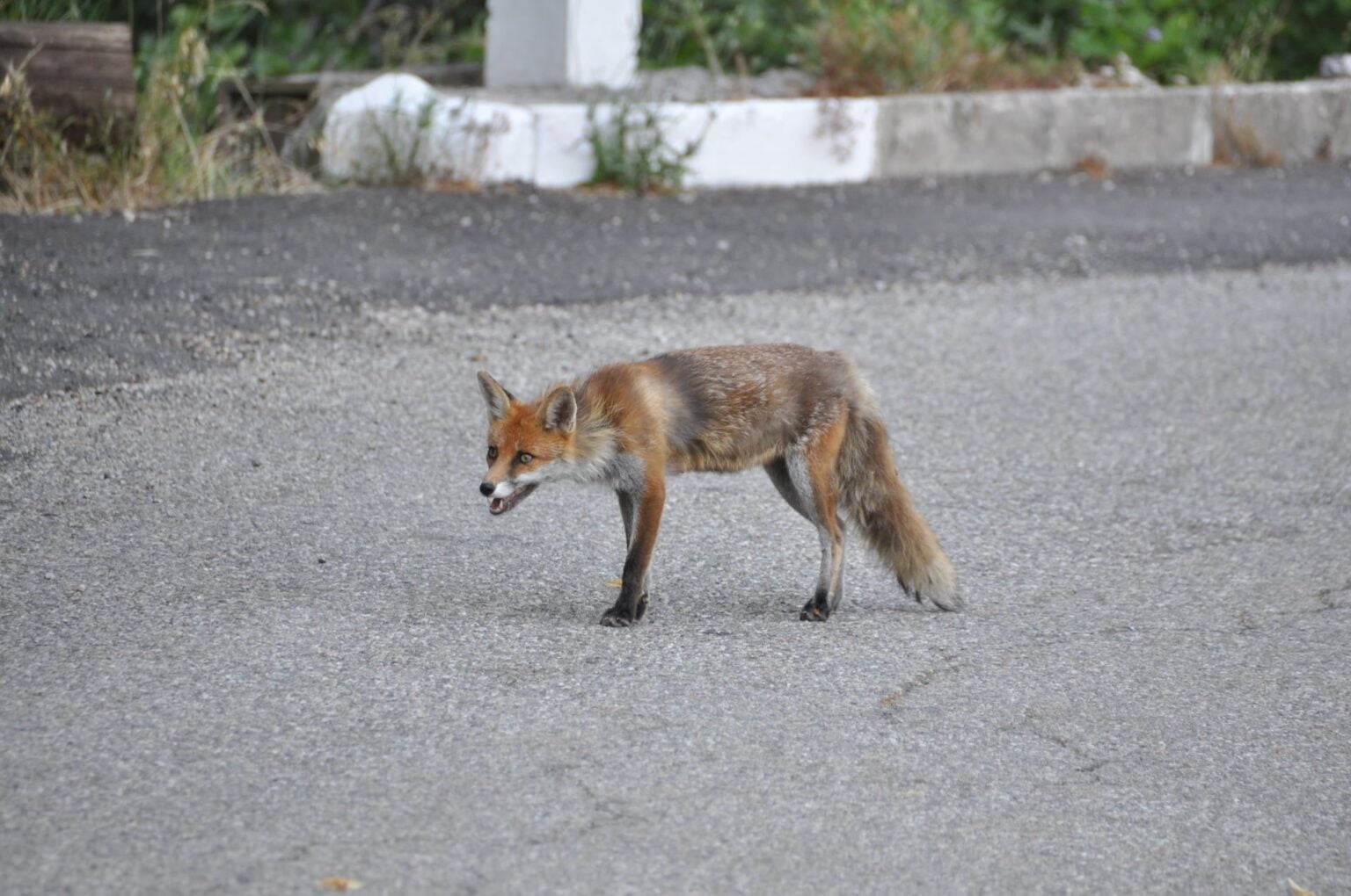 How to Get Rid of Foxes Without Killing Them Shield Pest Control UK