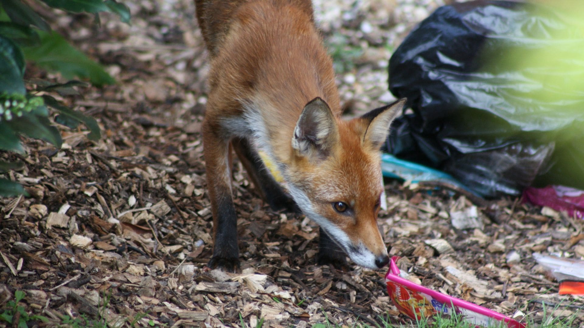 Can I Kill A Fox In My Garden Uk