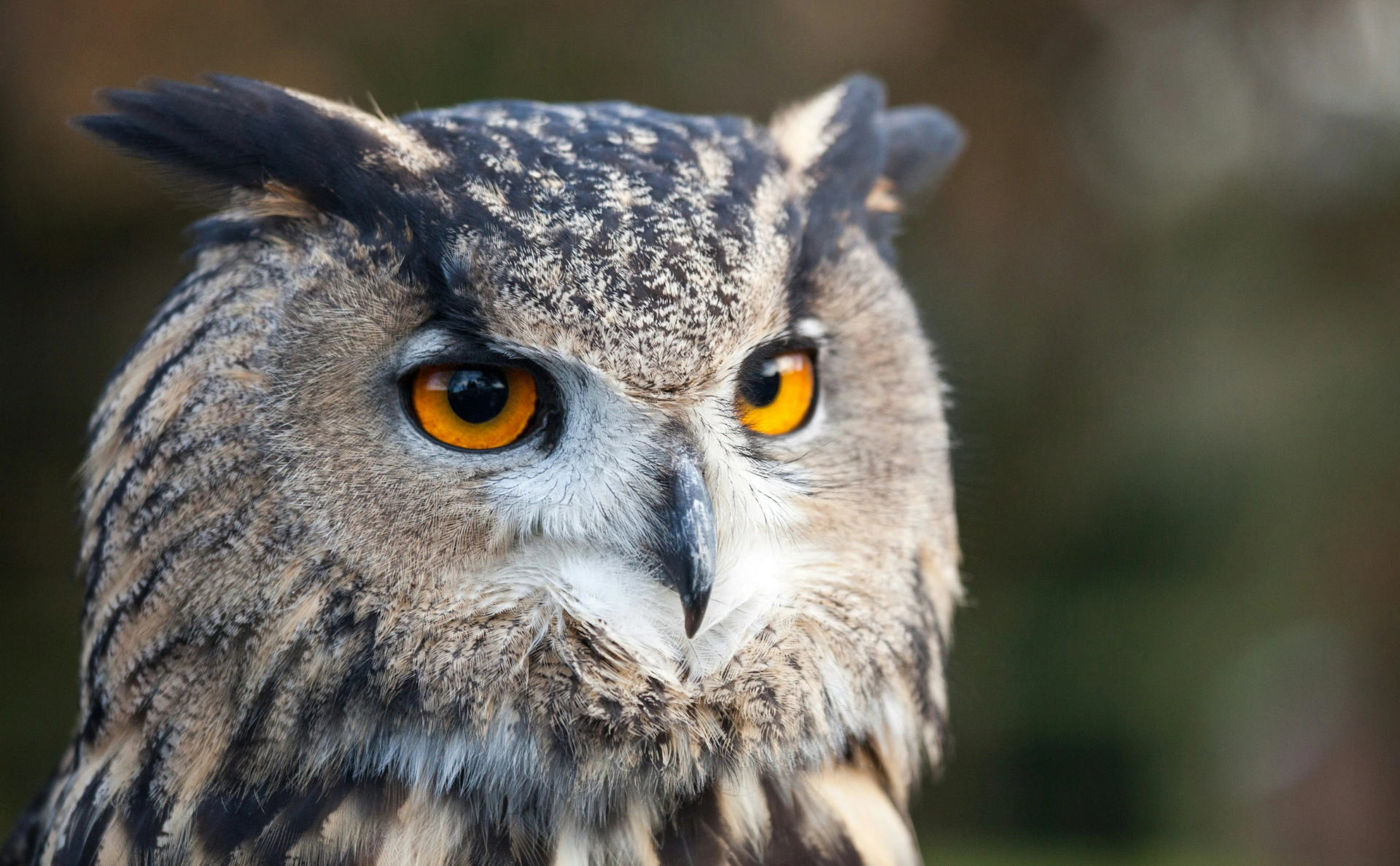 owl