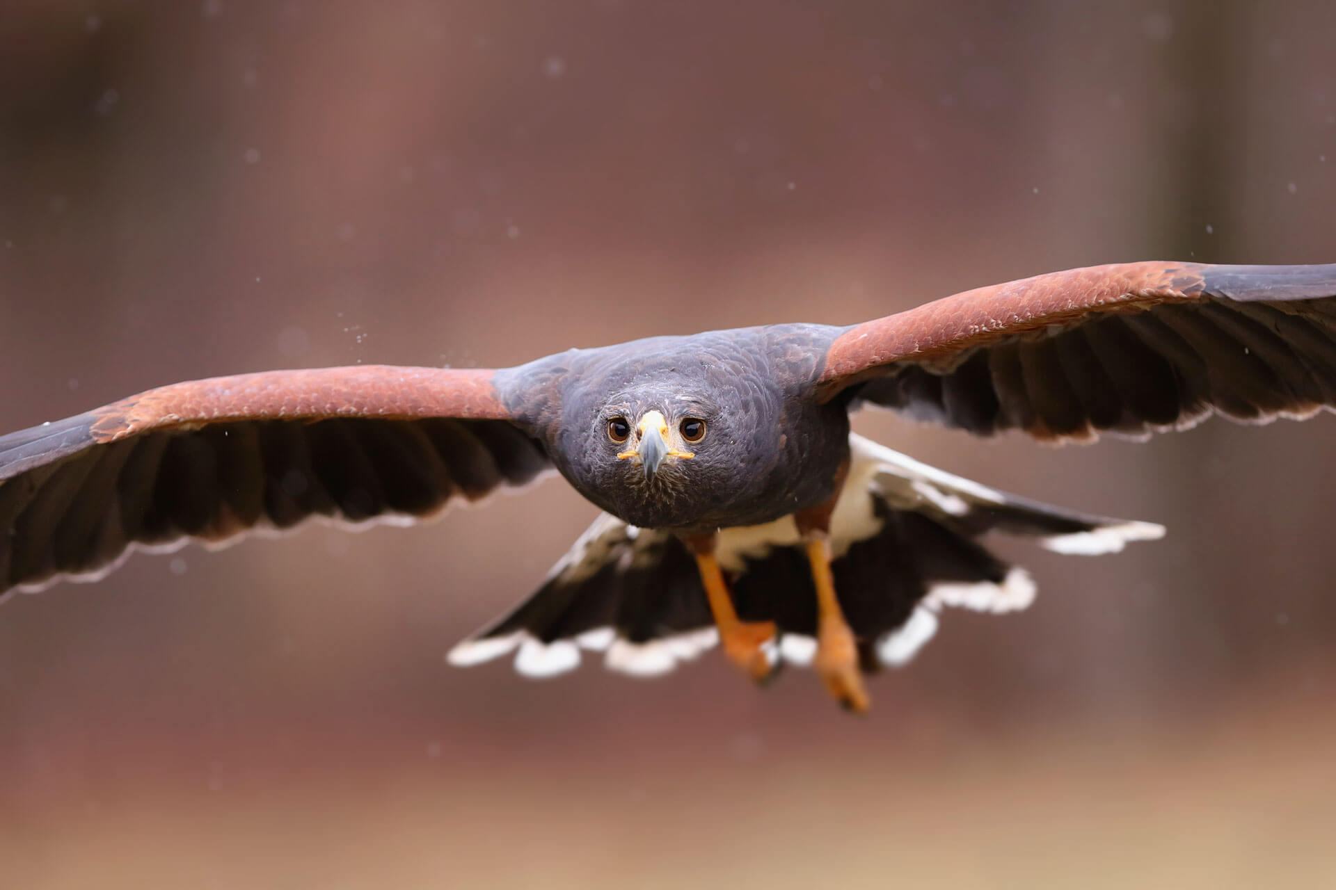 Harris Hawk in flight