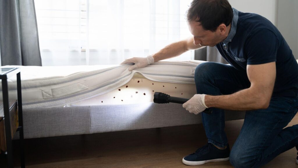 Bid Farewell to Bed Bugs: The Value of Professional Pest Control