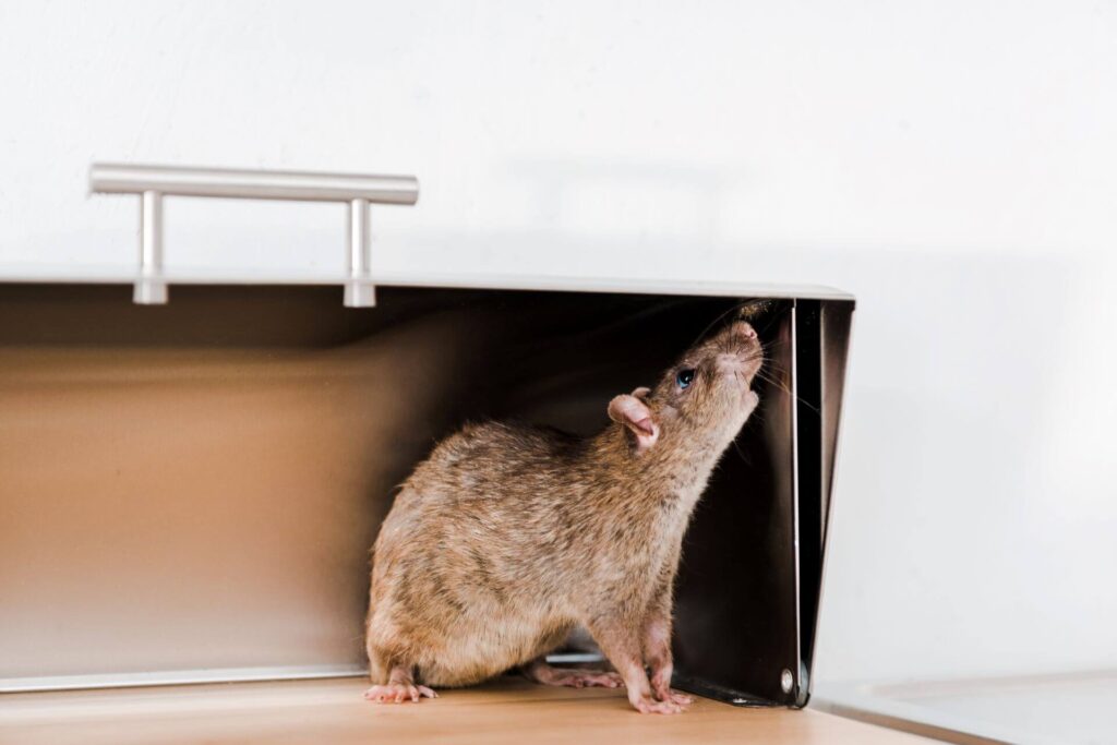 Understanding Mice and Rodent Behaviour in Winter