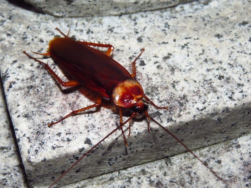 Cockroach