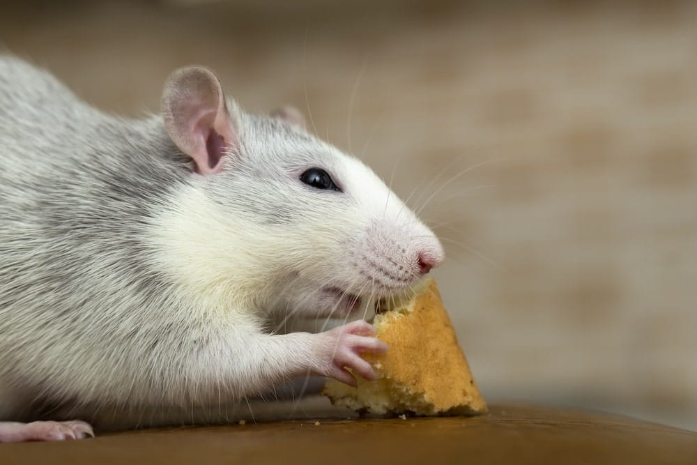Rat eating food