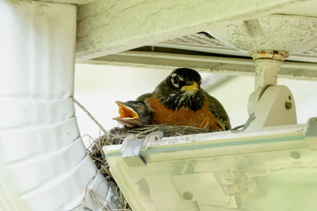 Nesting bird
